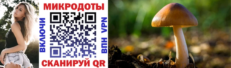 МЕГА как зайти  Салаир  Псилоцибиновые грибы Psilocybine cubensis 